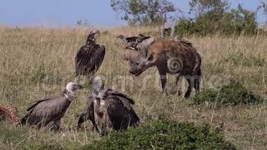 非洲白背秃鹫、非洲陀螺、长面秃鹫或努比亚秃鹫、斑点鬣狗、鳄鱼、集体进食